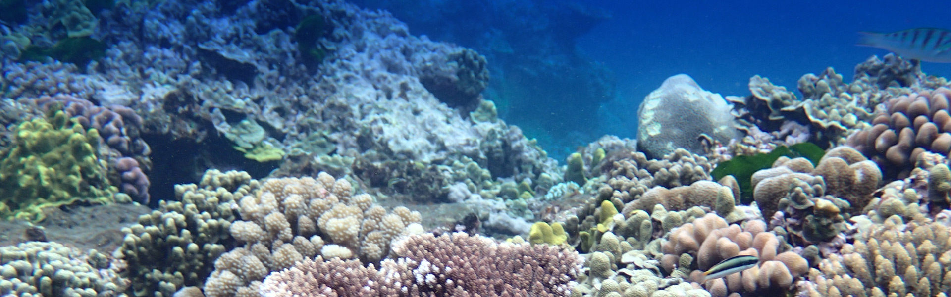 Digital Great Barrier Reef 